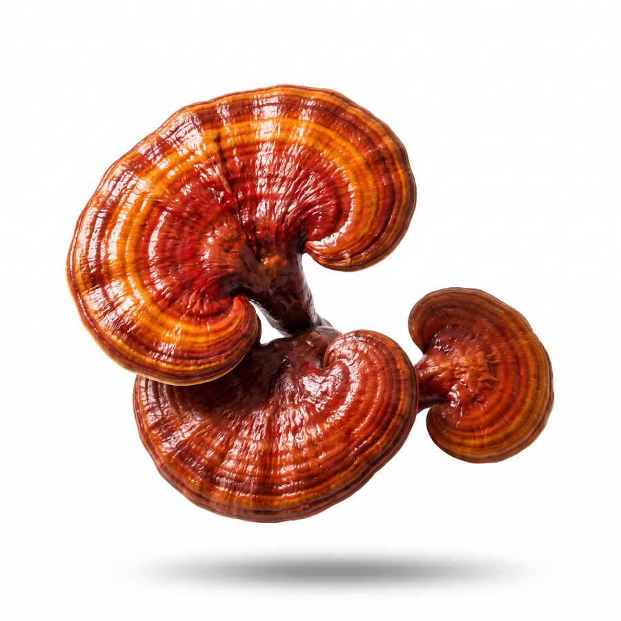 Reishi Fruiting Body Extract 30:1 — 1000 mg