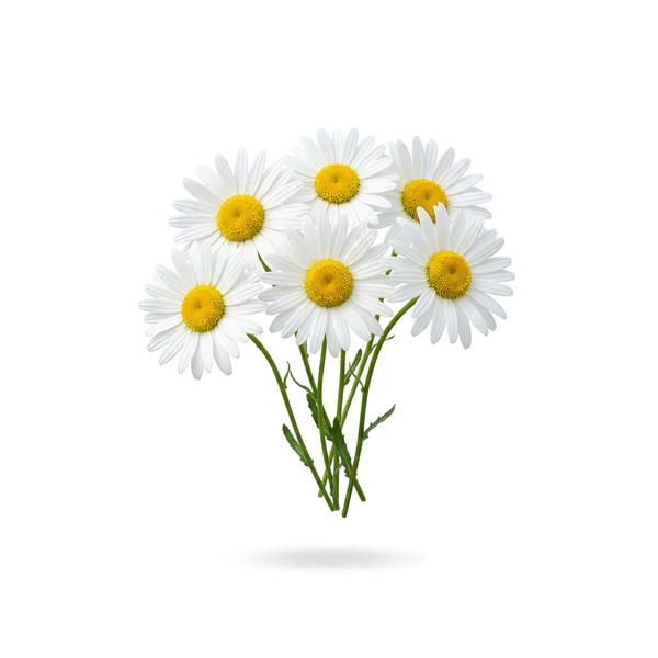 Chamomile – 800 mg