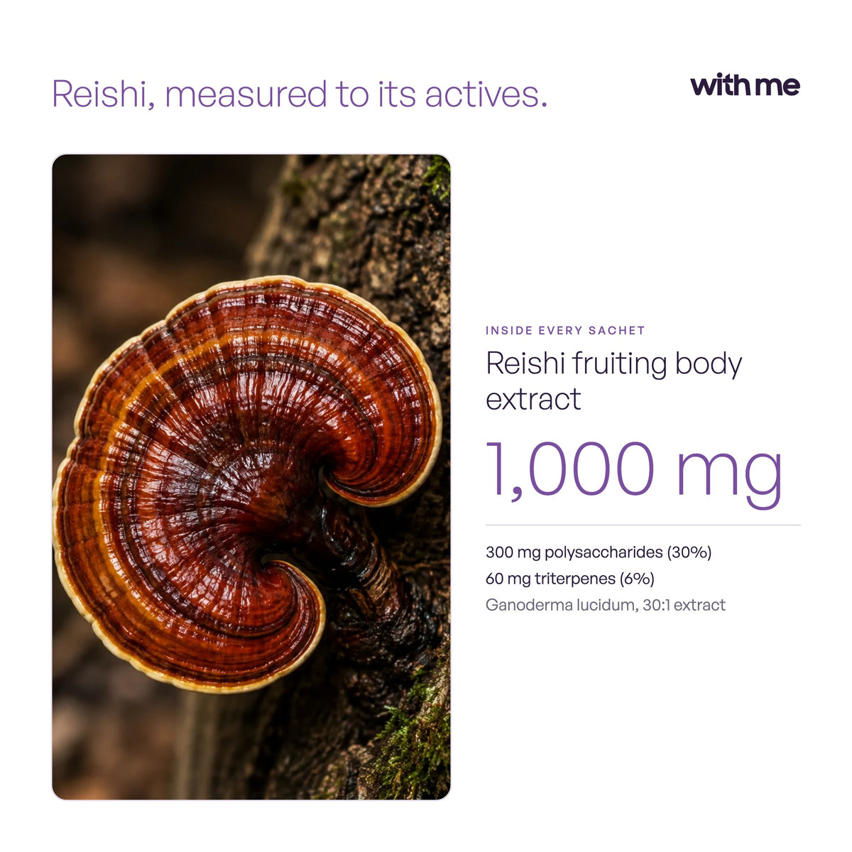 Reishi in SLEEP: 1,000 mg reishi fruiting body extract standardised to 300 mg polysaccharides and 60 mg triterpenes