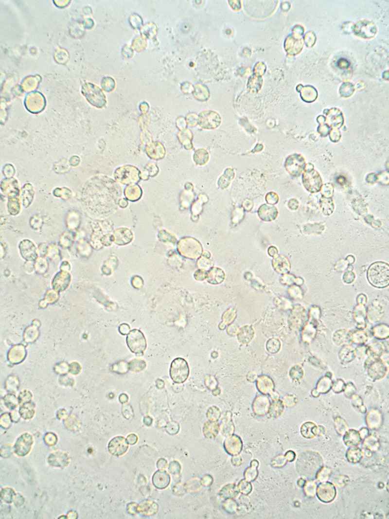 LactoSpore® Bacillus coagulans