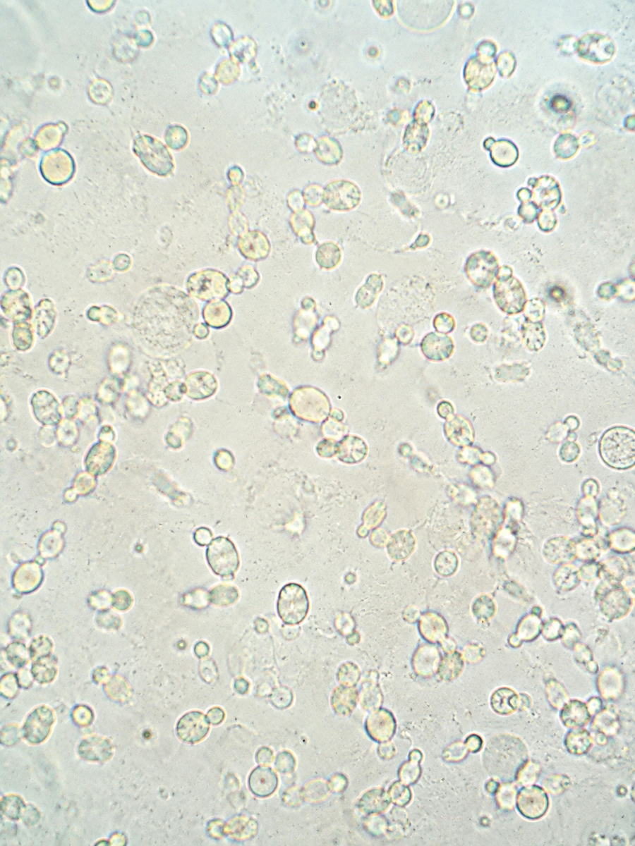 LactoSpore® Bacillus Coagulans