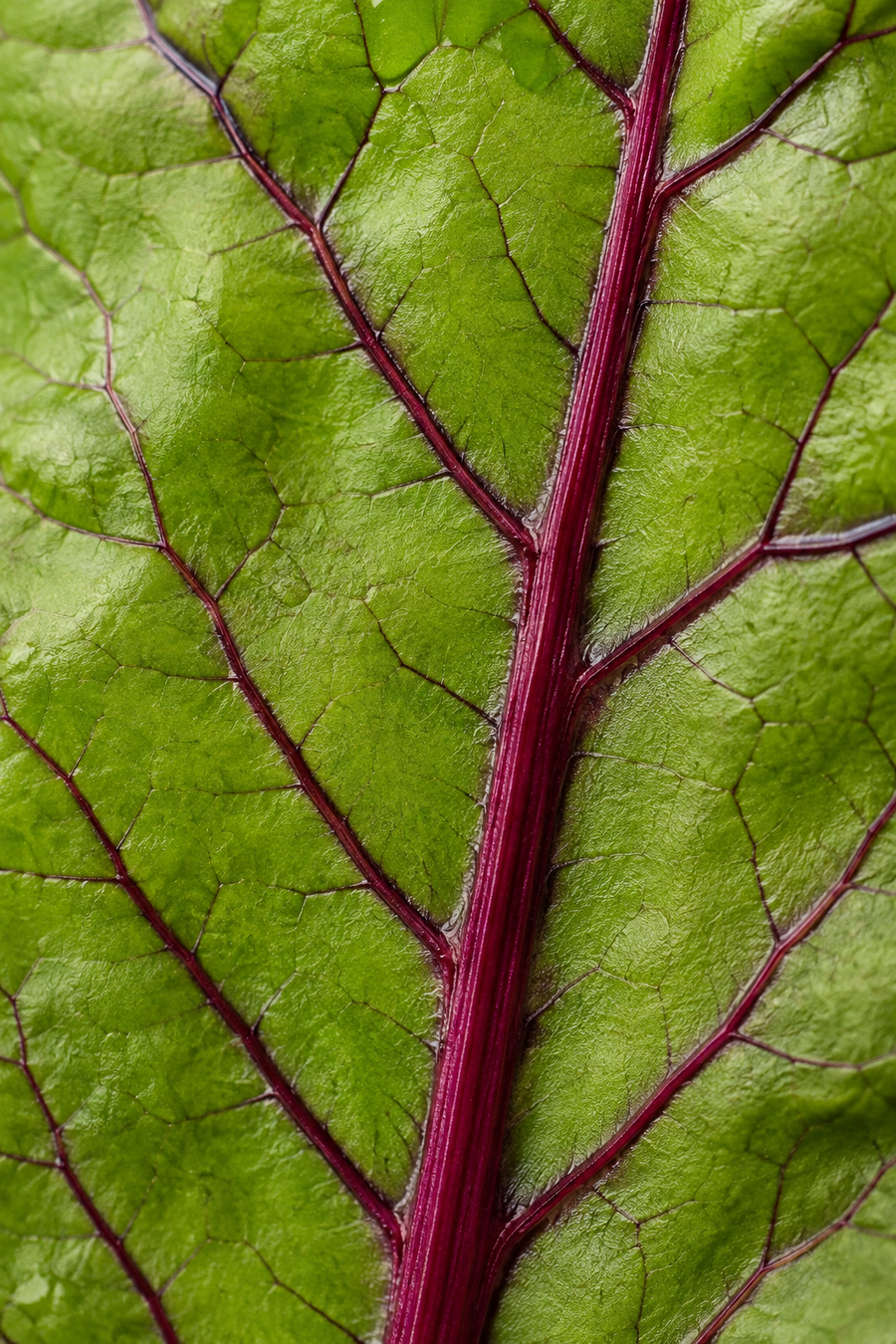 Folic Acid