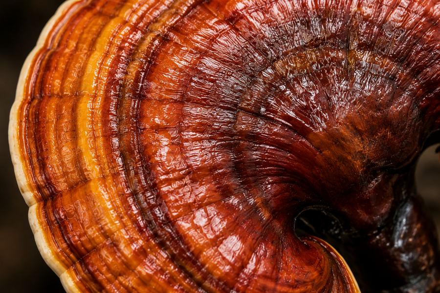 Reishi Fruiting Body Extract