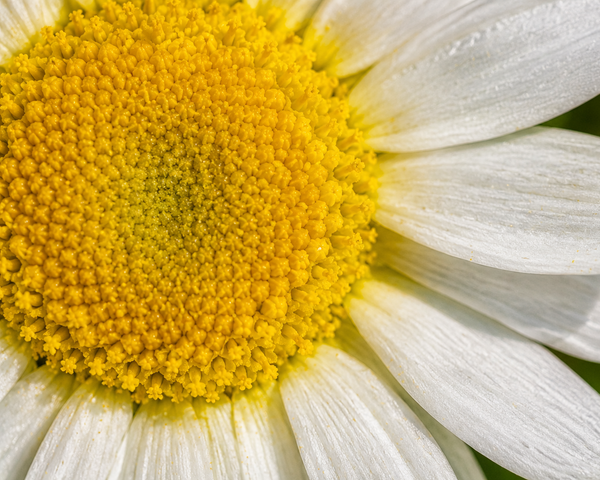 Chamomile Flower Extract